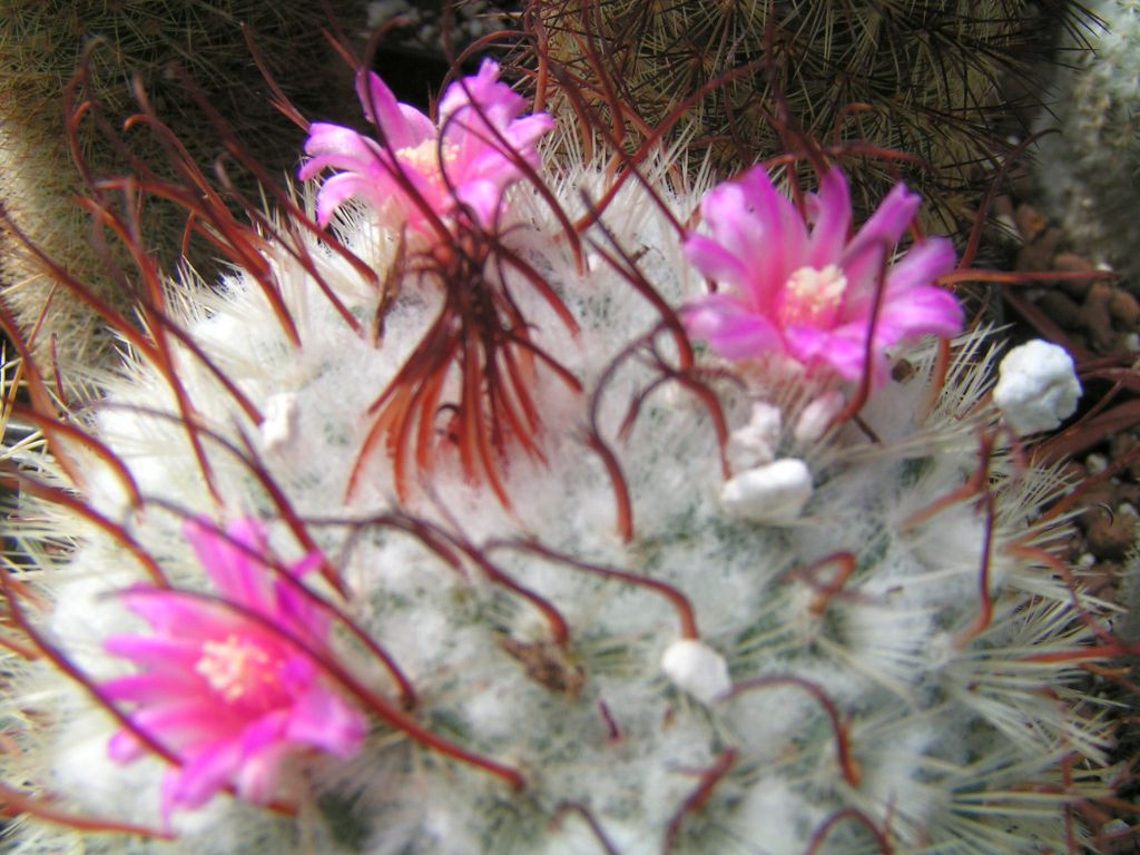 Mammillaria bombycina